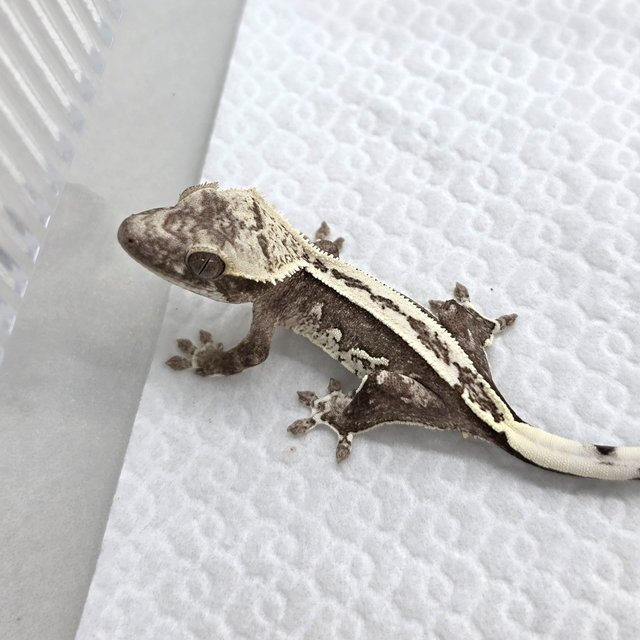 Axanthic
