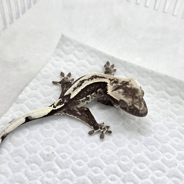 Axanthic