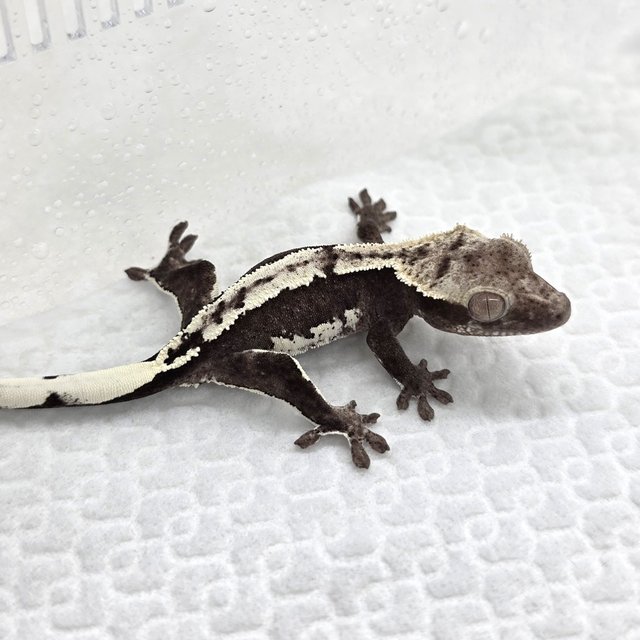 Axanthic