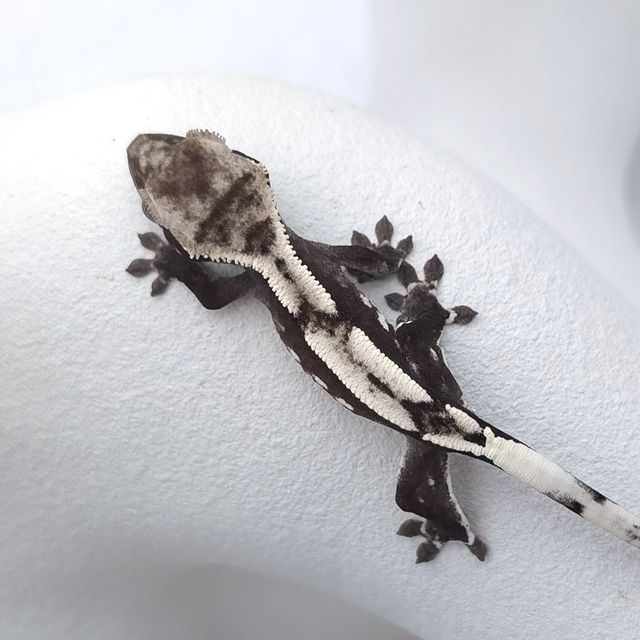 아잔틱