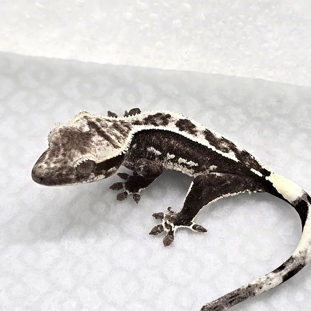 Axanthic
