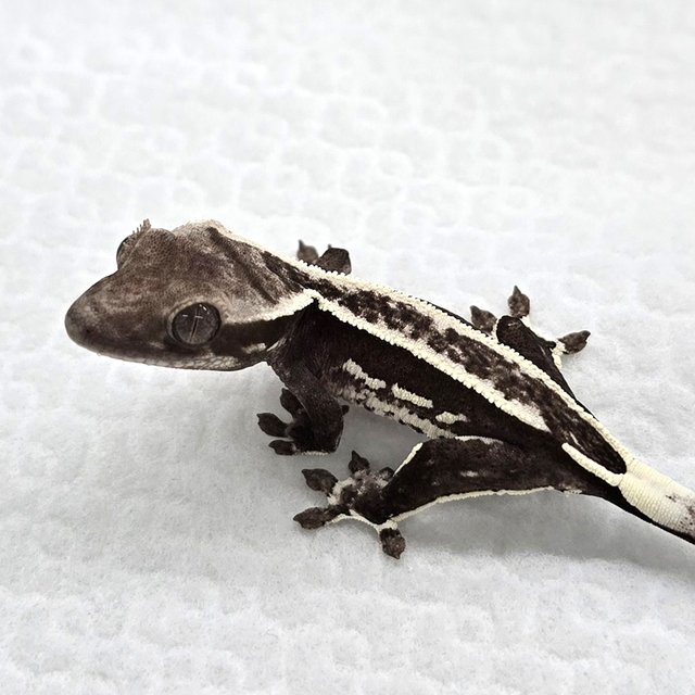 Axanthic