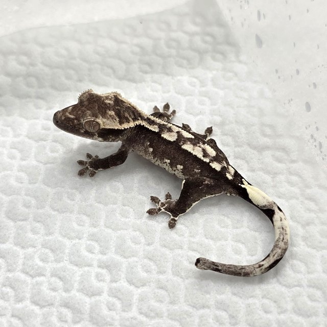 Axanthic