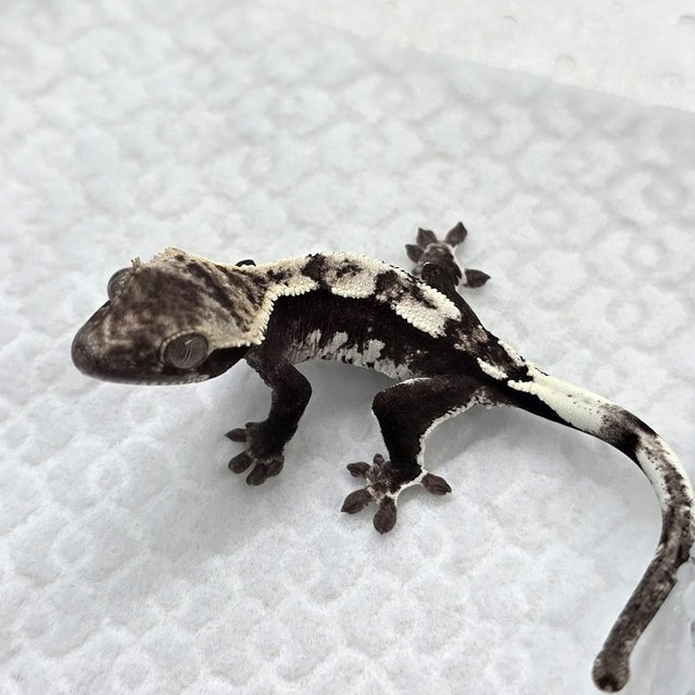 Axanthic