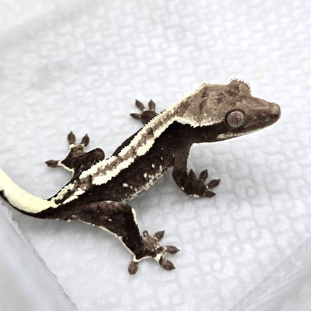 Axanthic