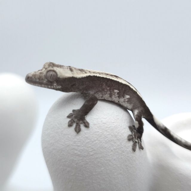 아잔틱