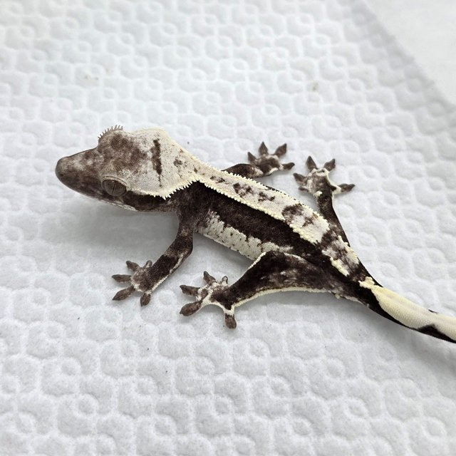 Axanthic