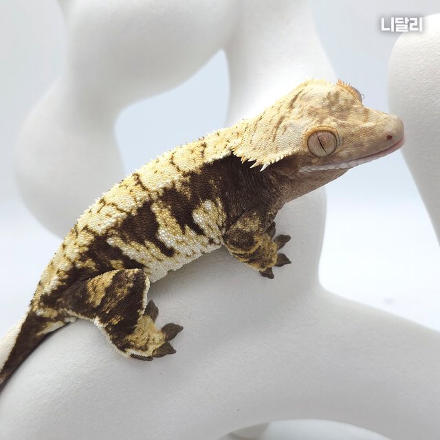 100%헷아잔틱