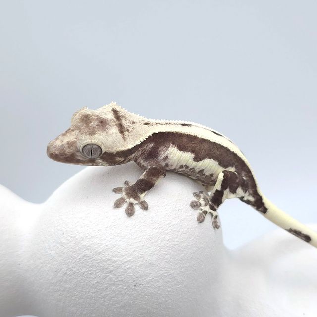 릴잔틱