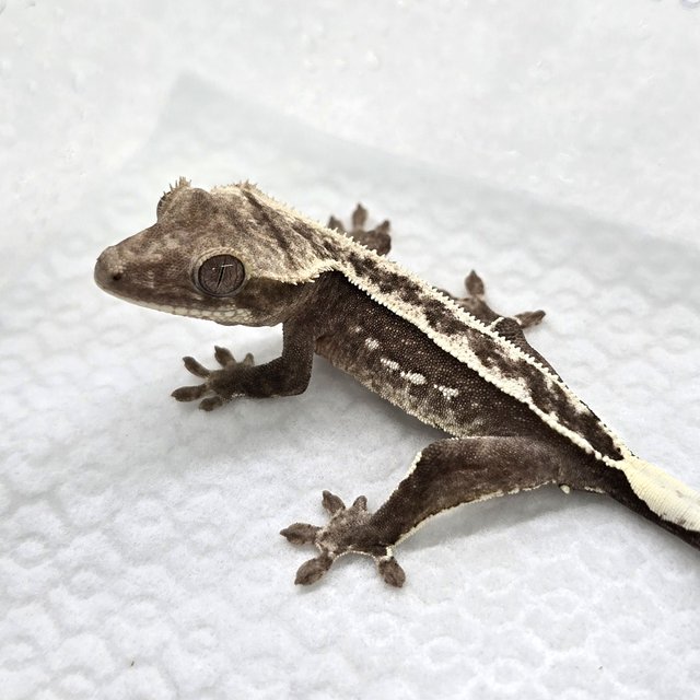 Axanthic