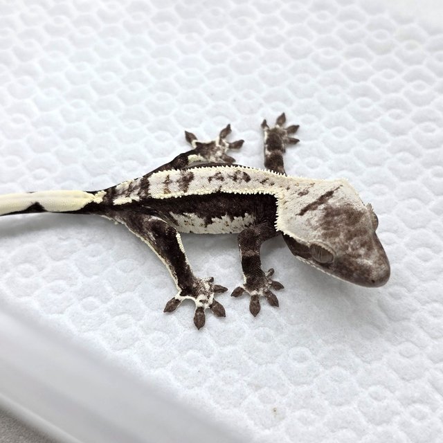 Axanthic