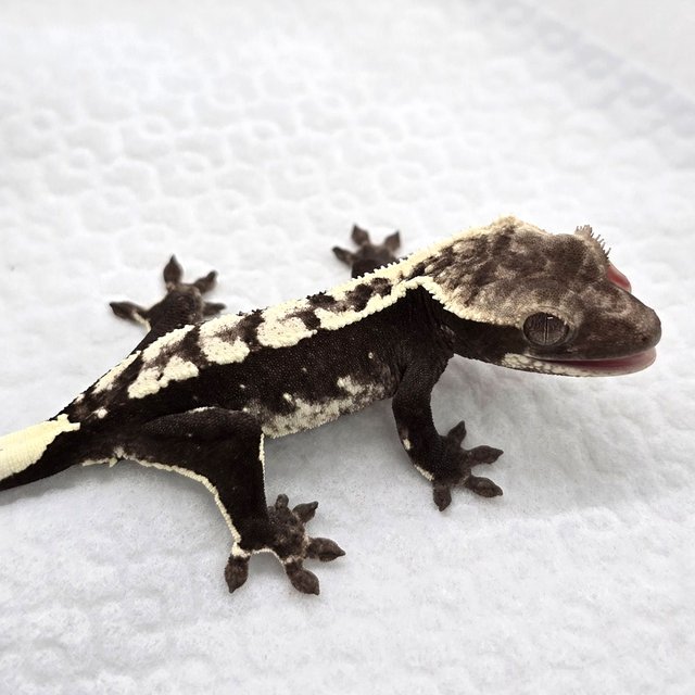Axanthic