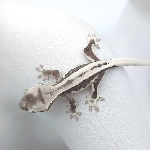 릴잔틱