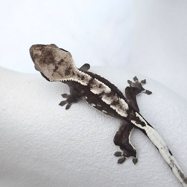 아잔틱