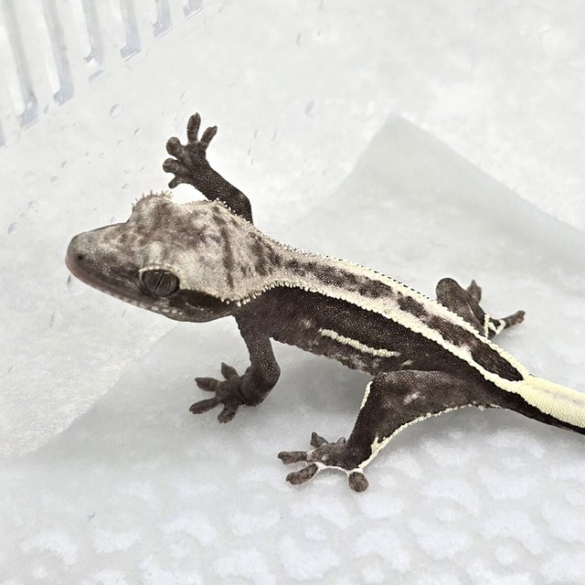 Axanthic