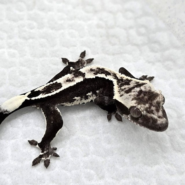 Axanthic