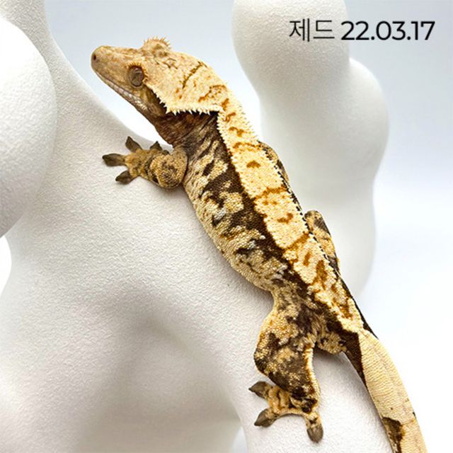 노멀 트라이