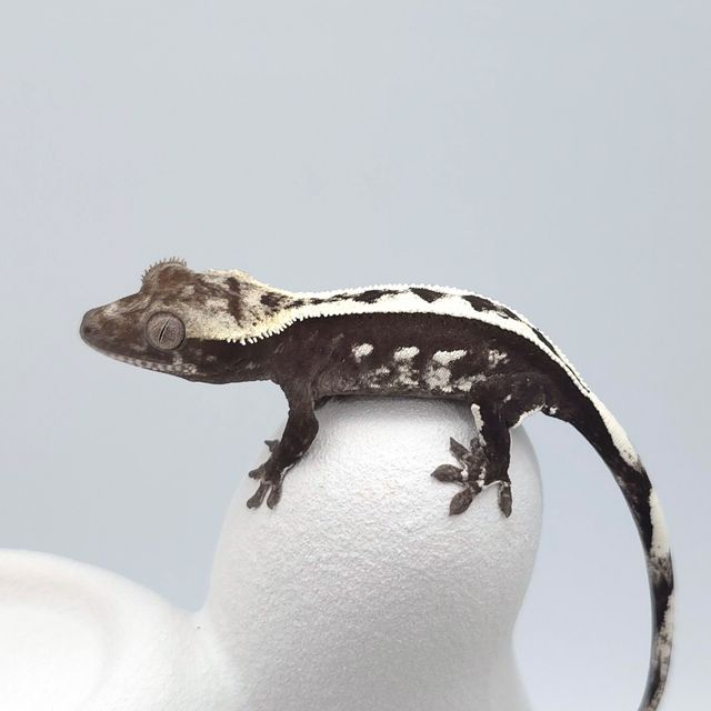 아잔틱