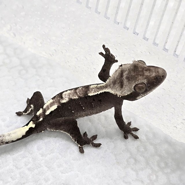 Axanthic