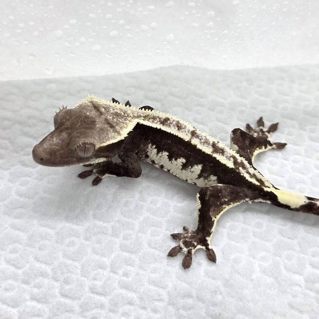 Axanthic