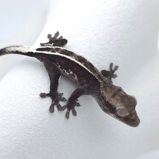 아잔틱