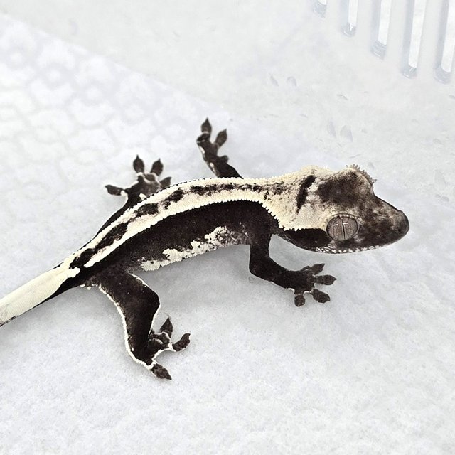 Axanthic