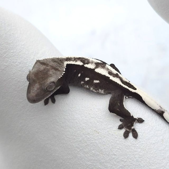 아잔틱
