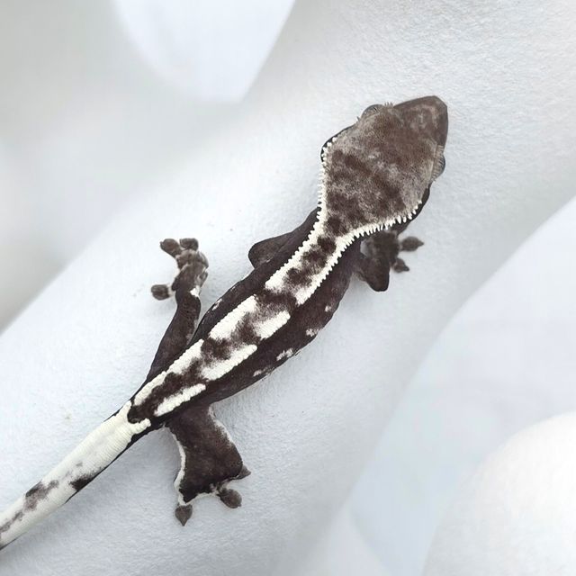 아잔틱