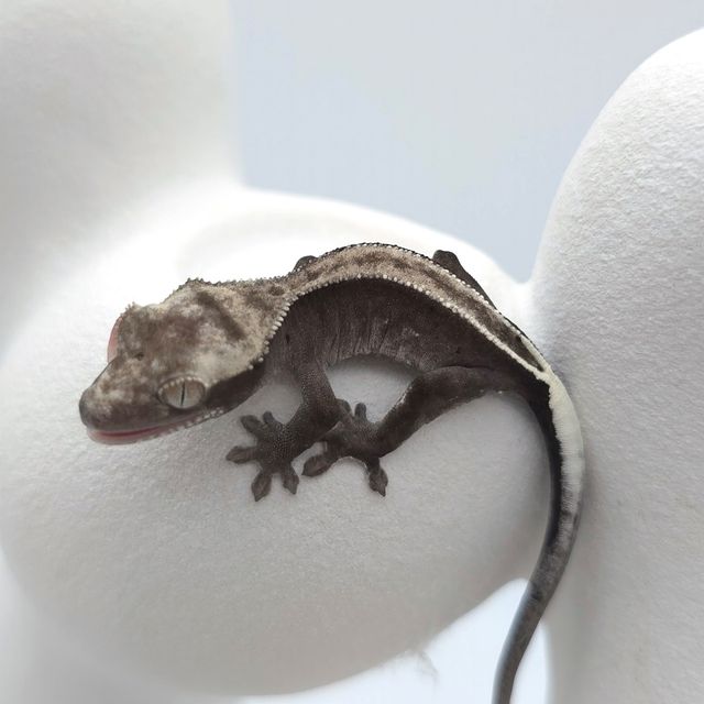 아잔틱