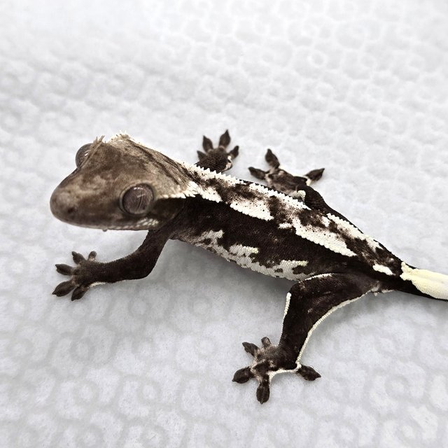 Axanthic