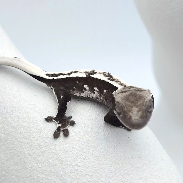 아잔틱
