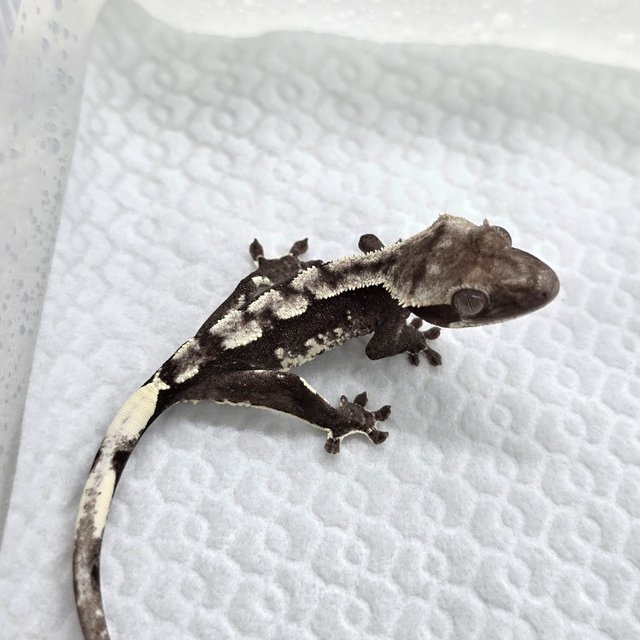 Axanthic