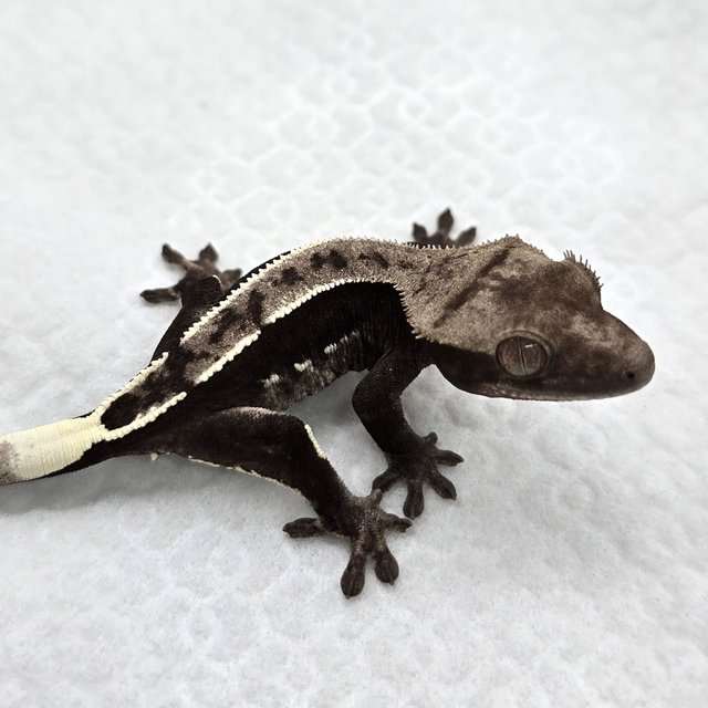 Axanthic