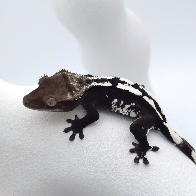 아잔틱