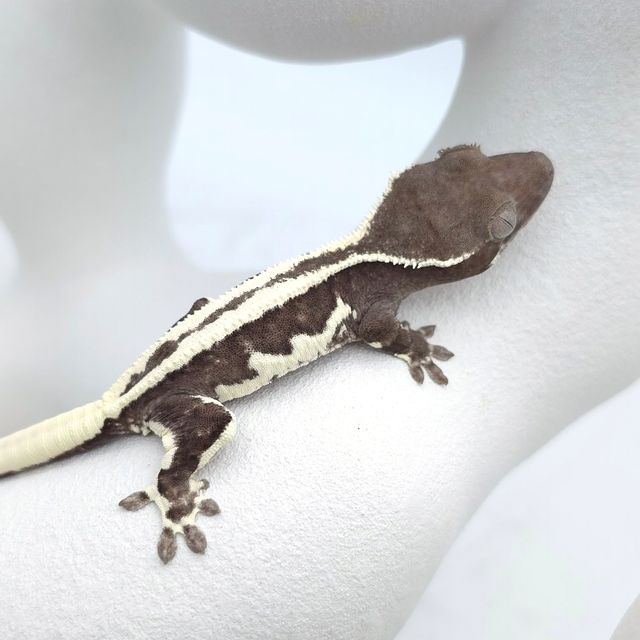릴잔틱