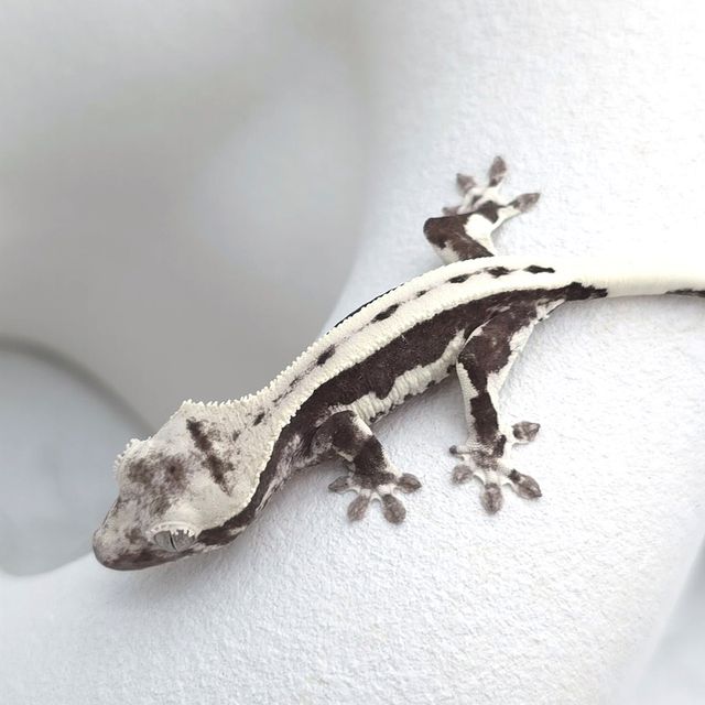 릴잔틱
