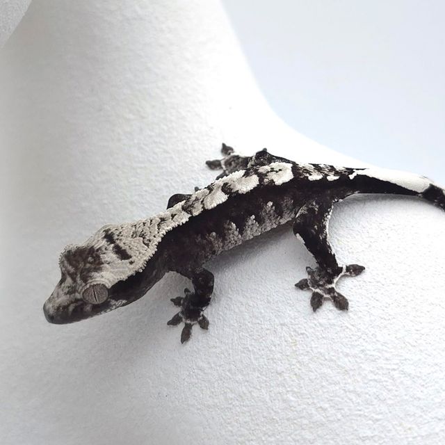아잔틱