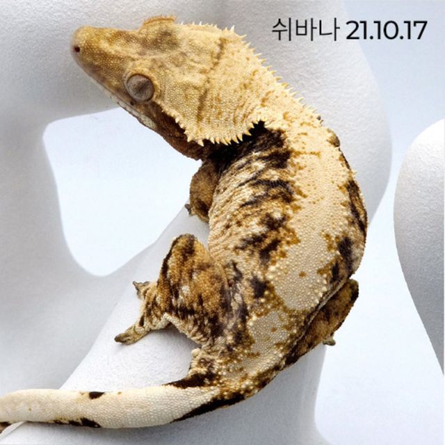노멀 트라이