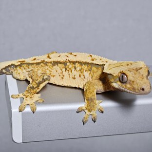 트라이 익스트림할리퀸 텐저린 (부)