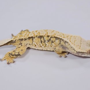 트라이 익스트림할리퀸 (모)