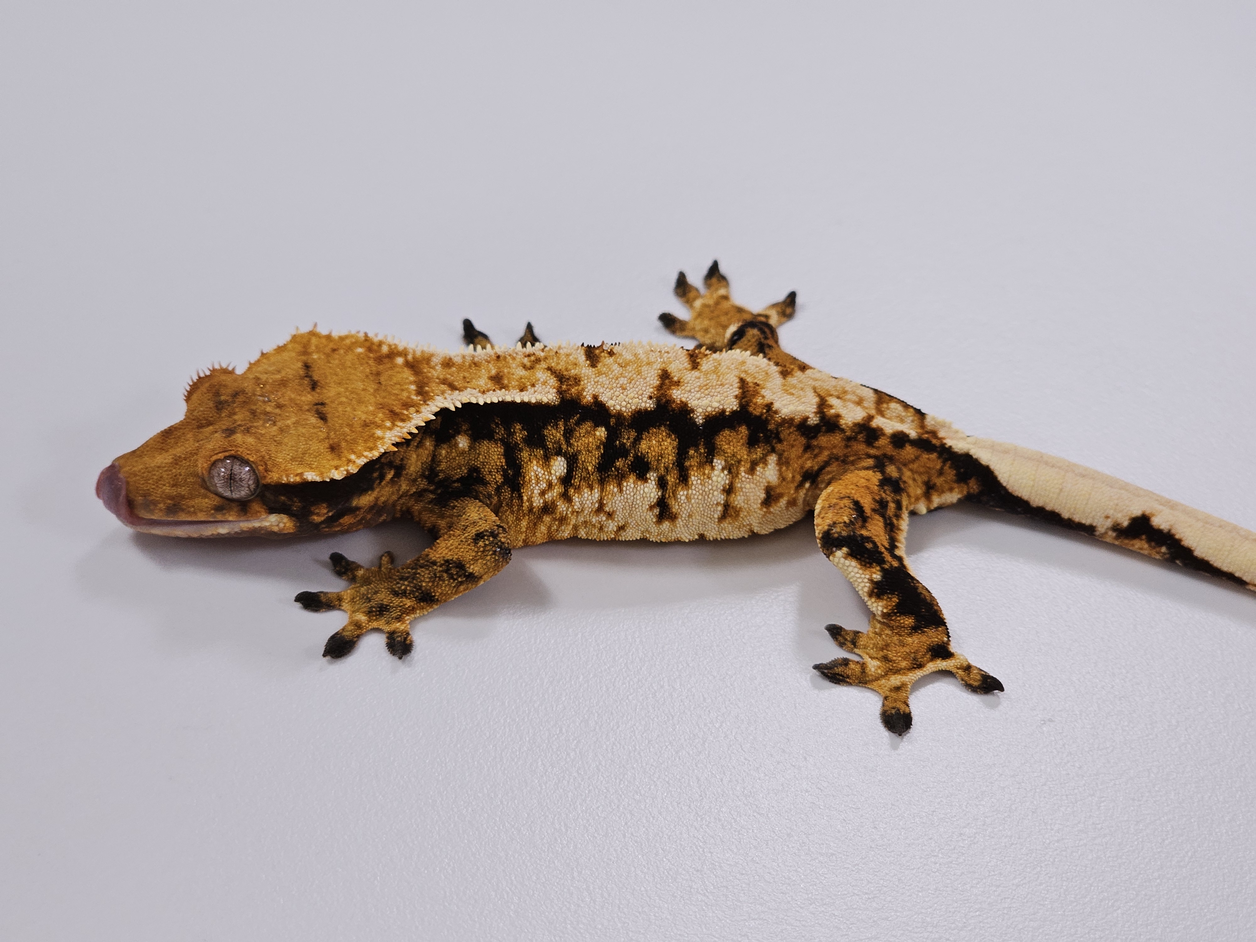 트라이 익스트림할리퀸 텐저린