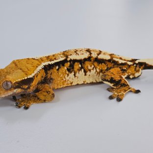 트라이 익스트림할리퀸 텐저린