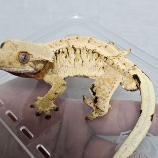트라이 익스트림할리퀸