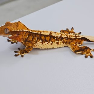 레드 트라이 익스트림할리퀸