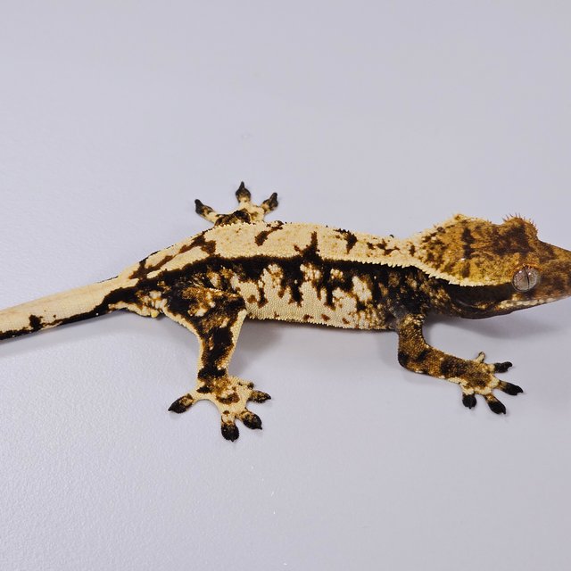 트라이 익스트림할리퀸