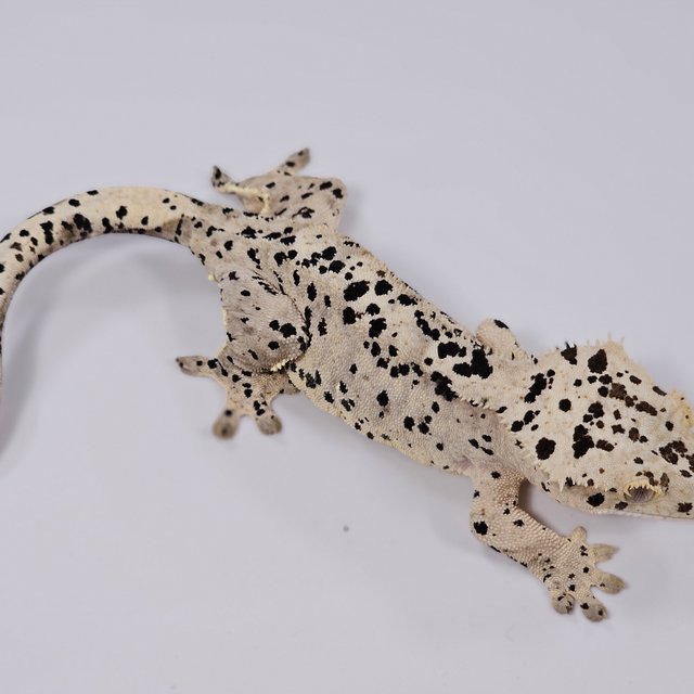 달마시안 슈퍼달마시안