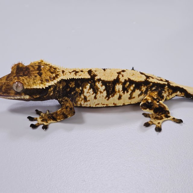 트라이 익스트림할리퀸