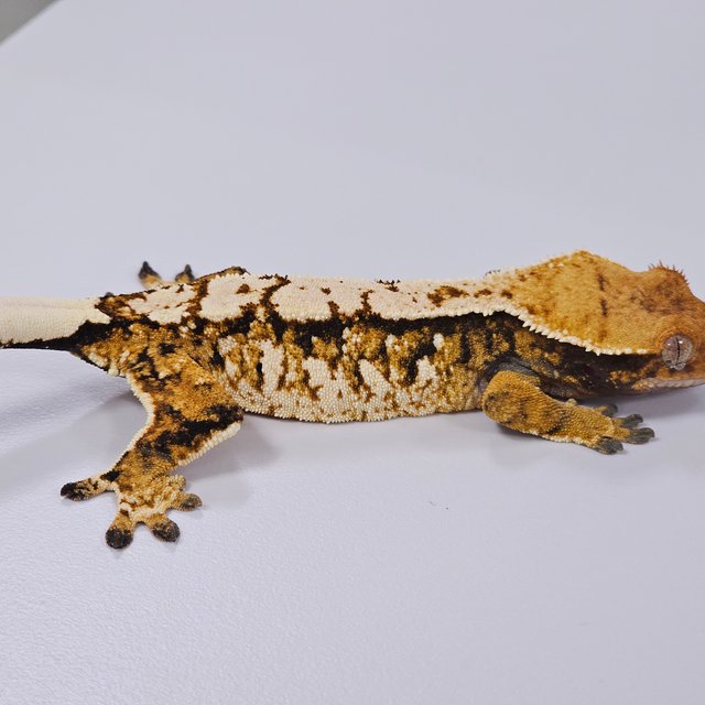 트라이 익스트림할리퀸 텐저린