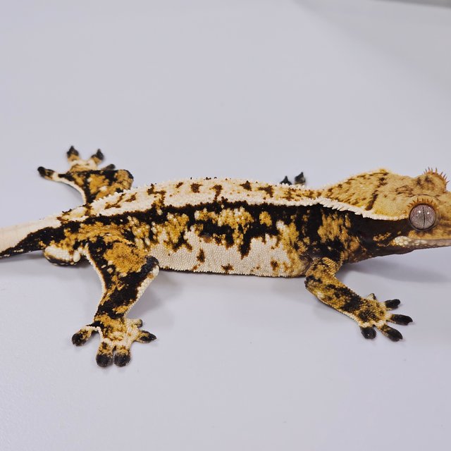 트라이 익스트림할리퀸