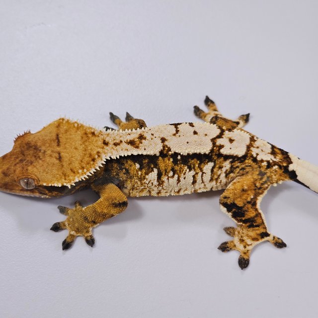 트라이 익스트림할리퀸 텐저린